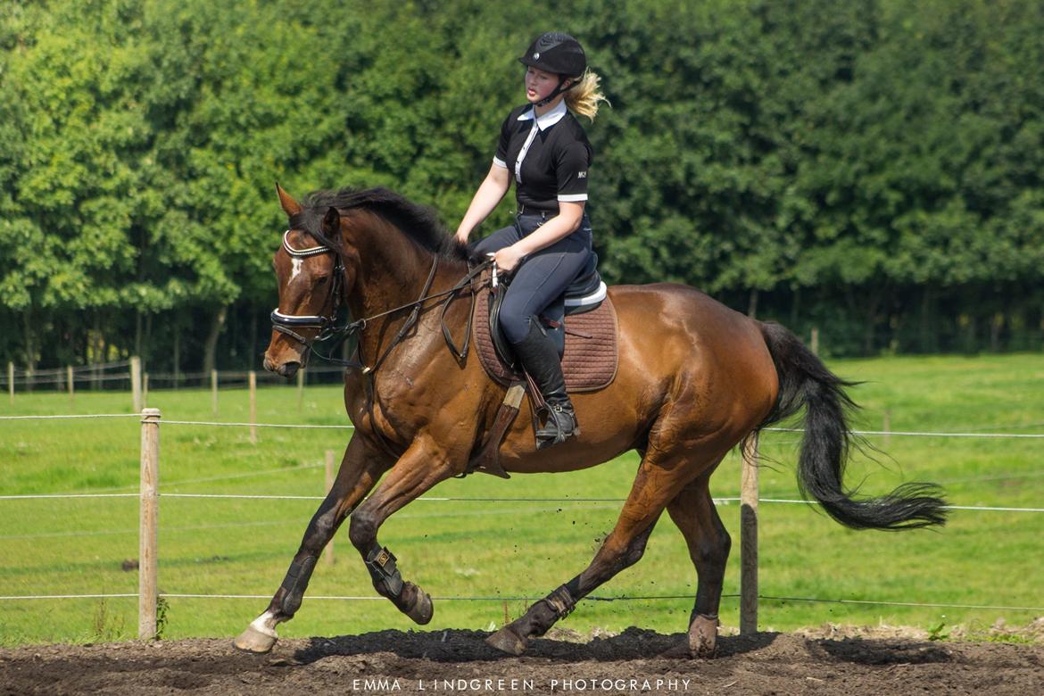 Irsk Sportshest Captain jack sparrow billede 11