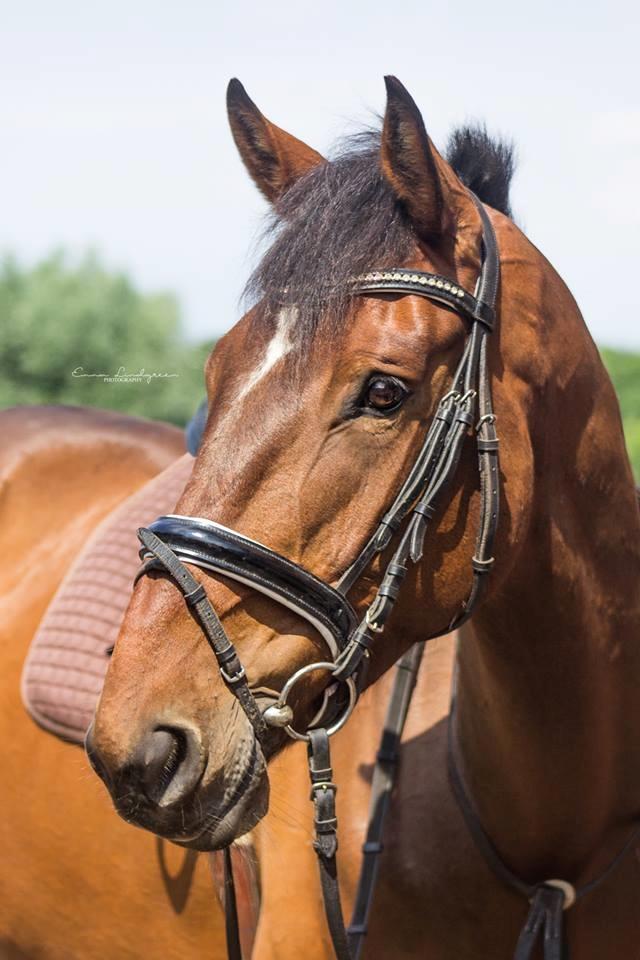 Irsk Sportshest Captain jack sparrow billede 10