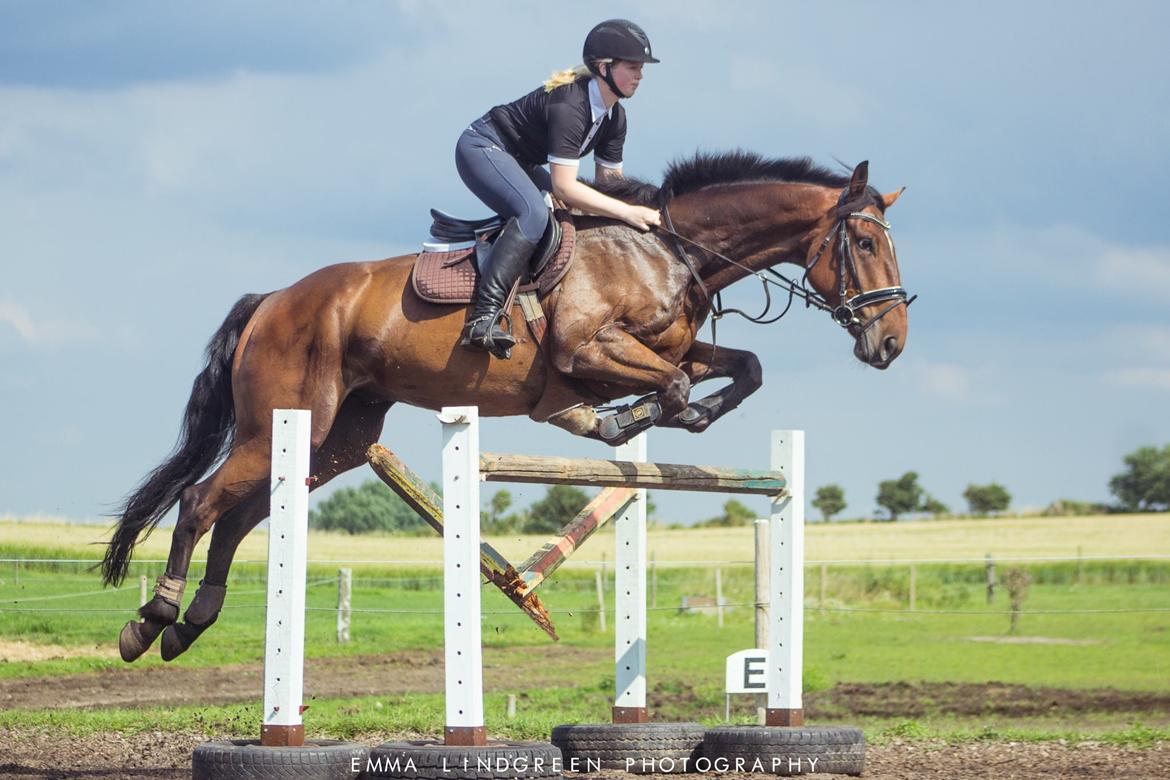 Irsk Sportshest Captain jack sparrow billede 5