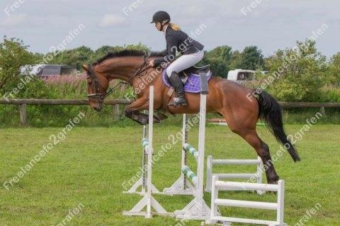 Irsk Sportshest Captain jack sparrow billede 8