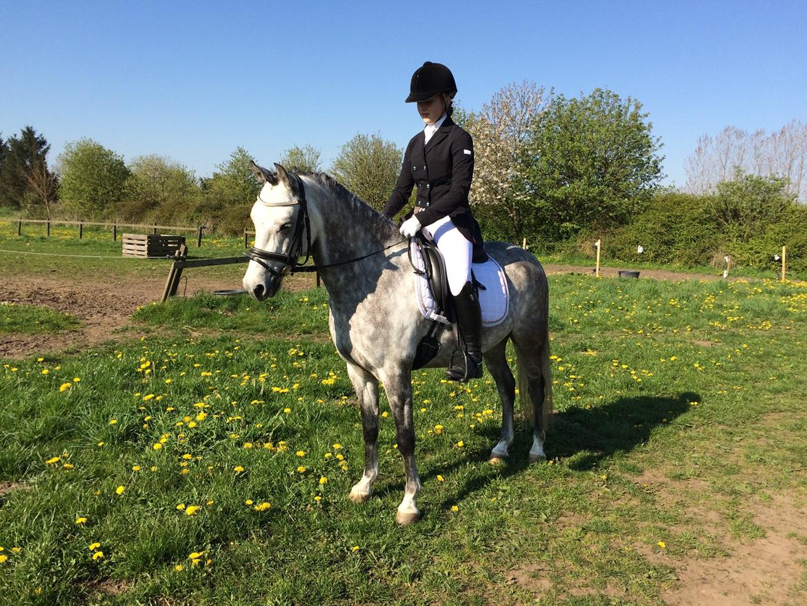 Welsh Pony (sec B) Kirkelodgaard's Milan billede 3