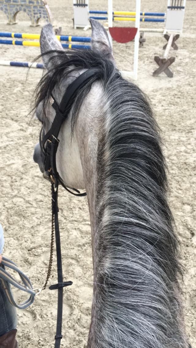 Welsh Pony (sec B) Kirkelodgaard's Milan - Så bliver udsigten ikke bedre :) billede 13
