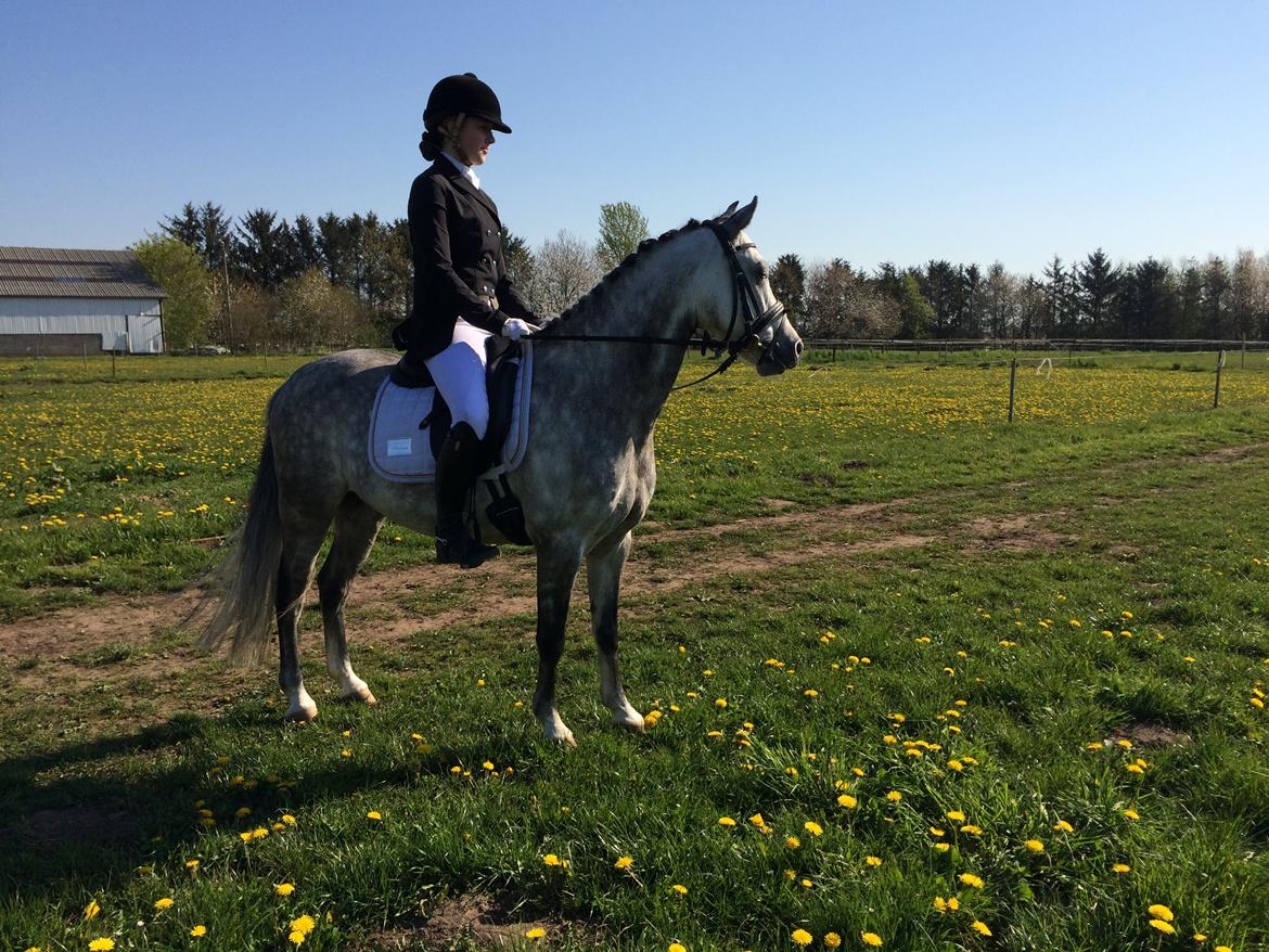 Welsh Pony (sec B) Kirkelodgaard's Milan billede 12