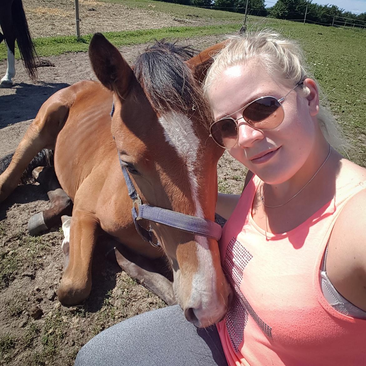 Dansk Varmblod Leona lewis  billede 4