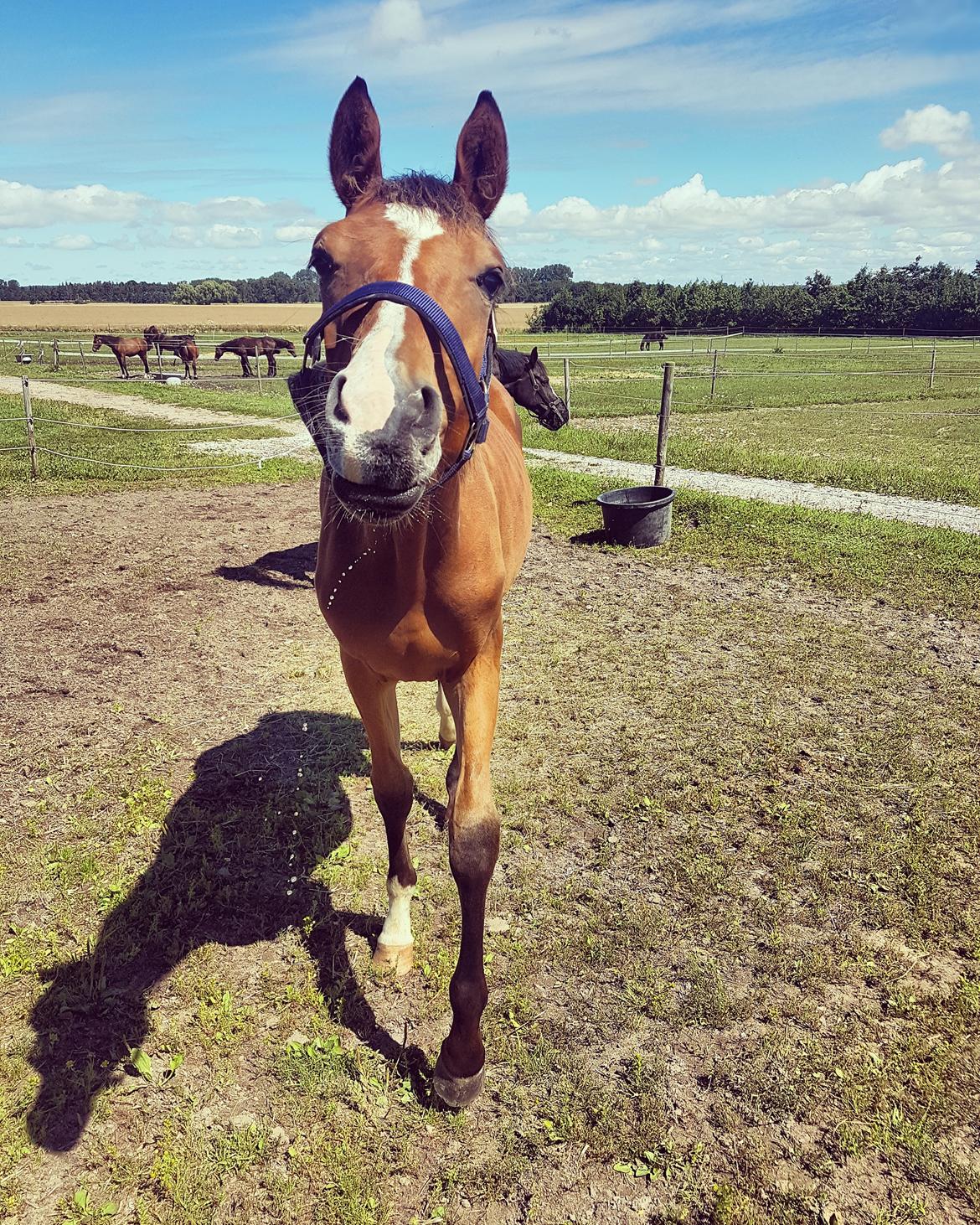 Dansk Varmblod Leona lewis  billede 5