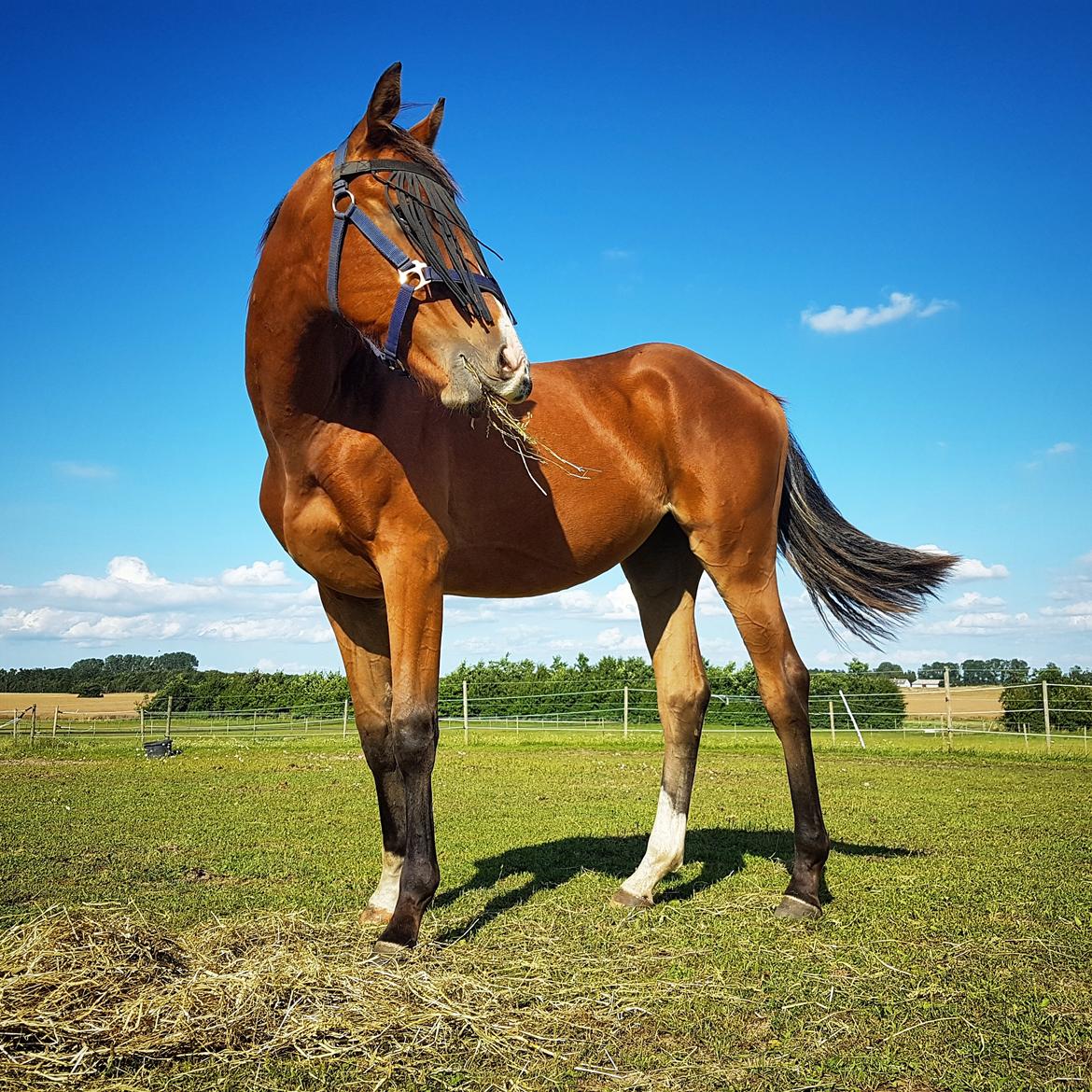 Dansk Varmblod Leona lewis  billede 6