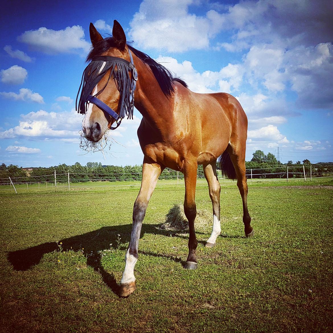 Dansk Varmblod Leona lewis  billede 7