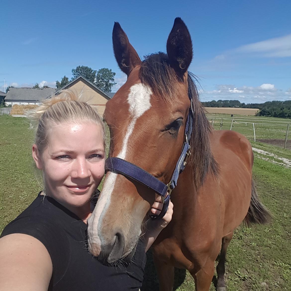 Dansk Varmblod Leona lewis  billede 8