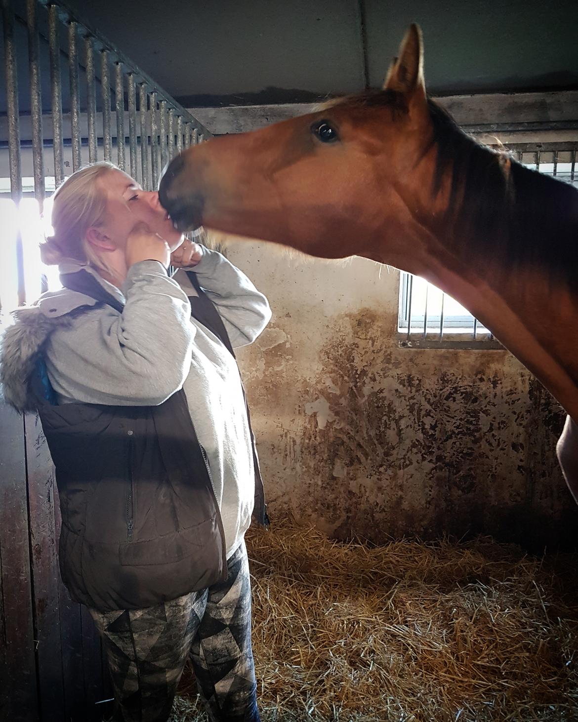 Dansk Varmblod Leona lewis  billede 9