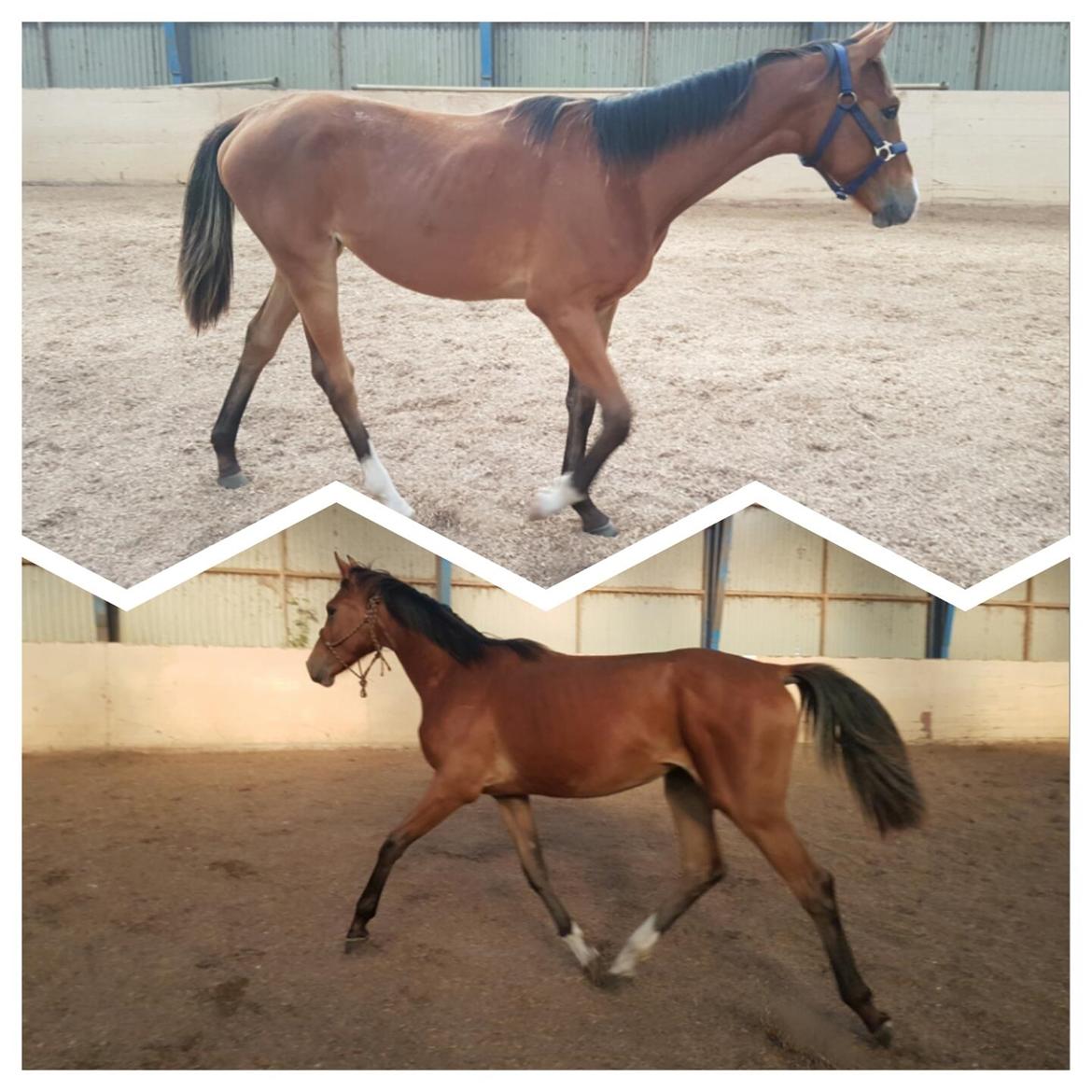 Dansk Varmblod Leona lewis  - øverst dag 1 nederst dag 14 hjemme billede 10