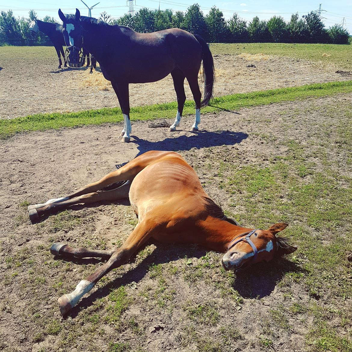 Dansk Varmblod Leona lewis  billede 11