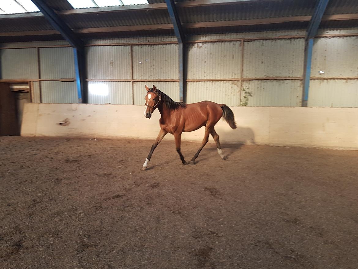 Dansk Varmblod Leona lewis  billede 12