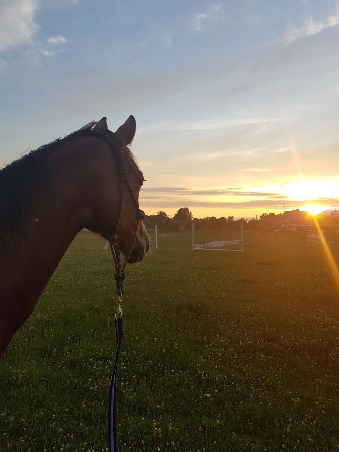 Dansk Varmblod Leona lewis  billede 13