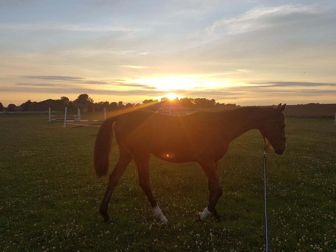 Dansk Varmblod Leona lewis  billede 14