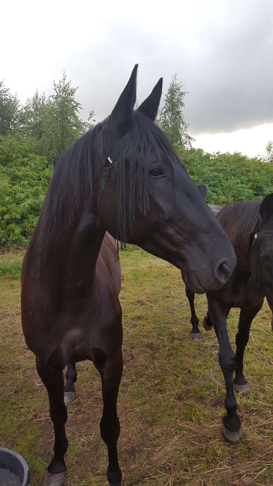 Traver Tojo  - Min smukke dreng på folden i dag😍 billede 3
