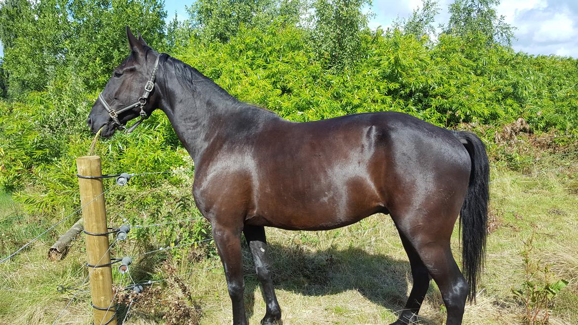 Traver Tojo  - Smuk og så sød ❤ billede 4