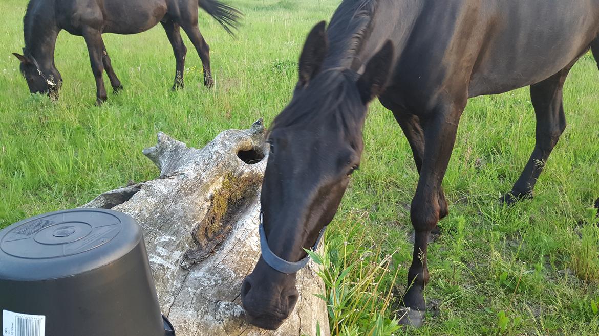 Traver Tojo  - Første dag hjemme på Fyn. billede 5