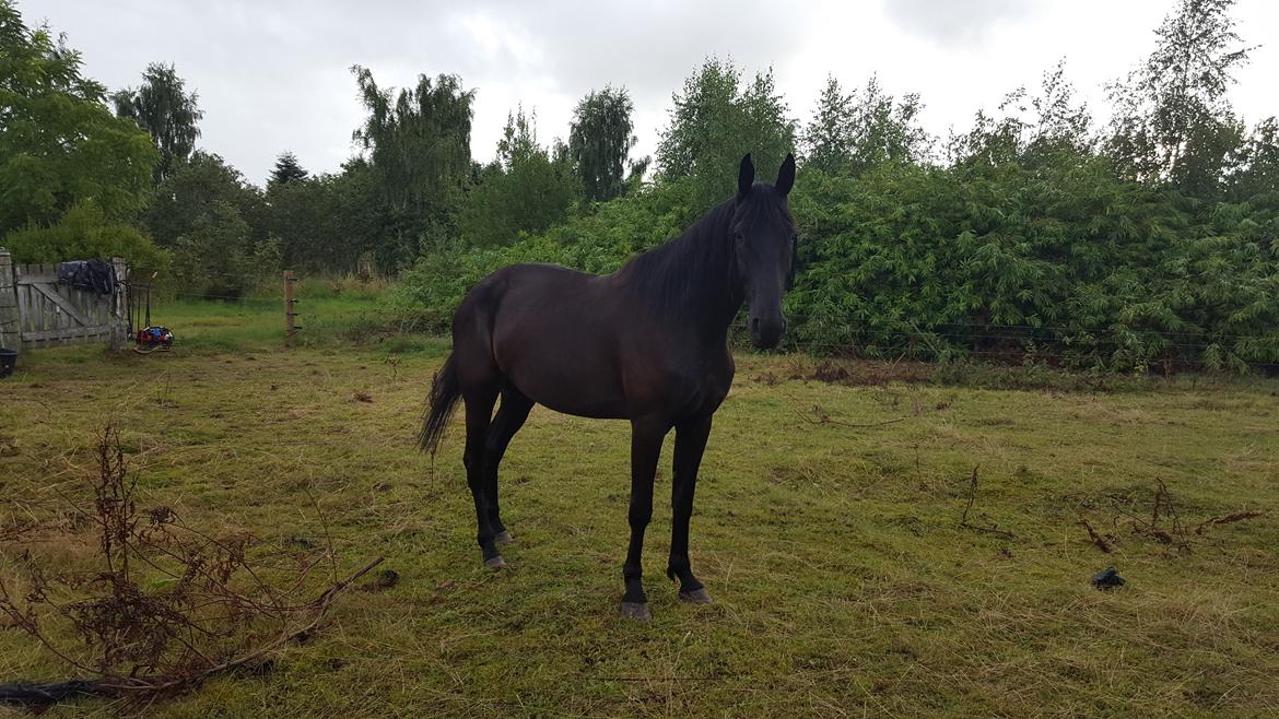 Traver Tojo  - På folden. billede 6