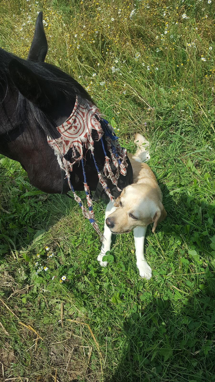 Traver Tojo  - Tojo og Fidel mødes. billede 7