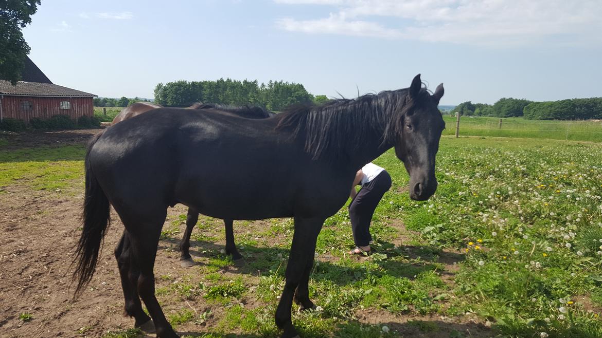 Traver Tojo  - Den dag jeg hentede ham. billede 9