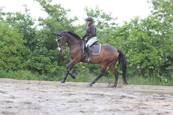 Hannoveraner Cabajera - Smukke hoppe billede 1