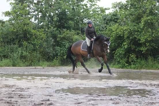 Hannoveraner Cabajera billede 10