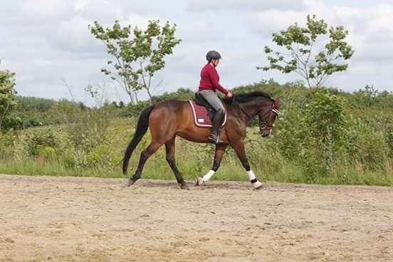 Hannoveraner Cabajera billede 11