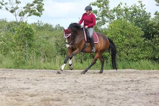 Hannoveraner Cabajera billede 12