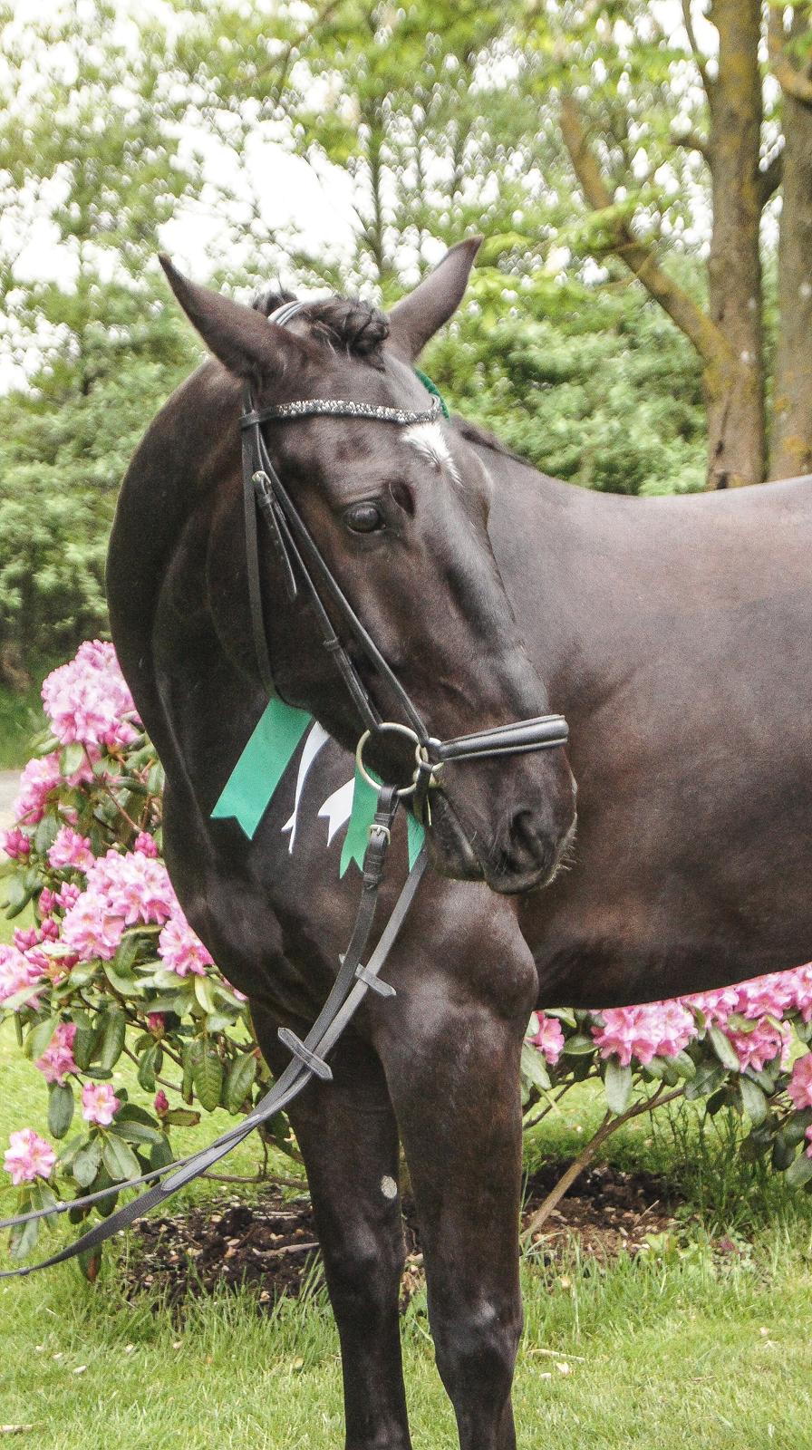 Oldenborg Fillip - Lidt fotoshoot efter 3 plads ved kvalifikation til DM billede 12