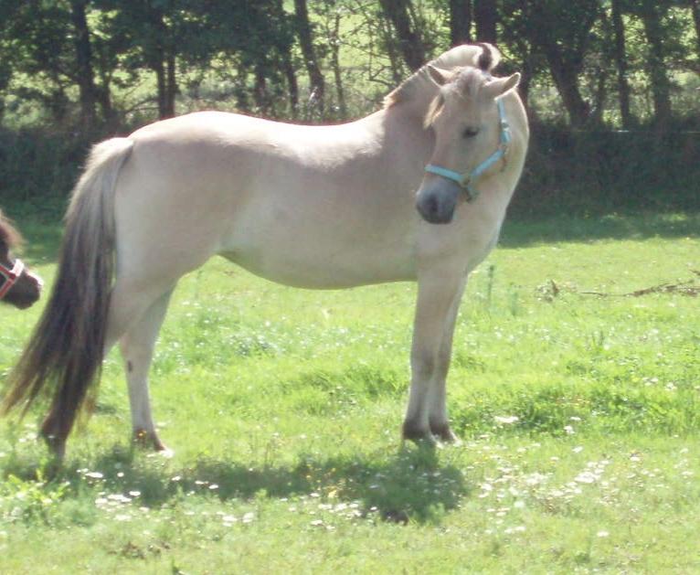 Fjordhest Fjordens Maja - Søde Maja ude i marken 5 August 2016 billede 25