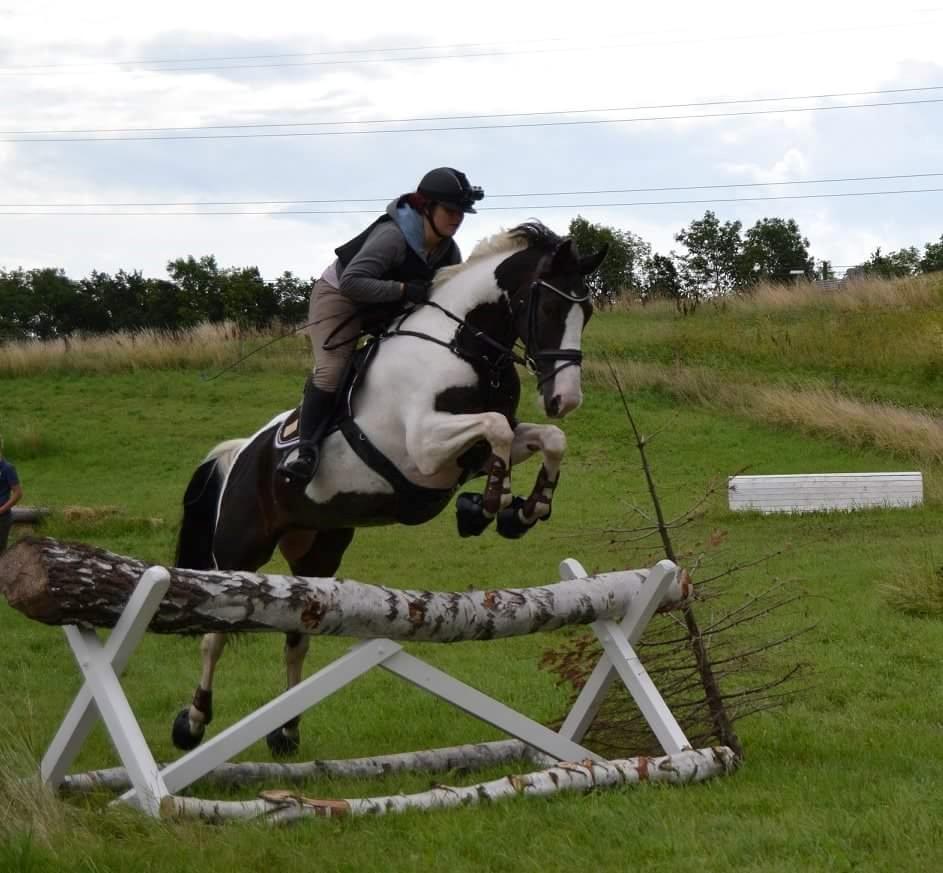 Pinto Bakkegaardens Montoya billede 6