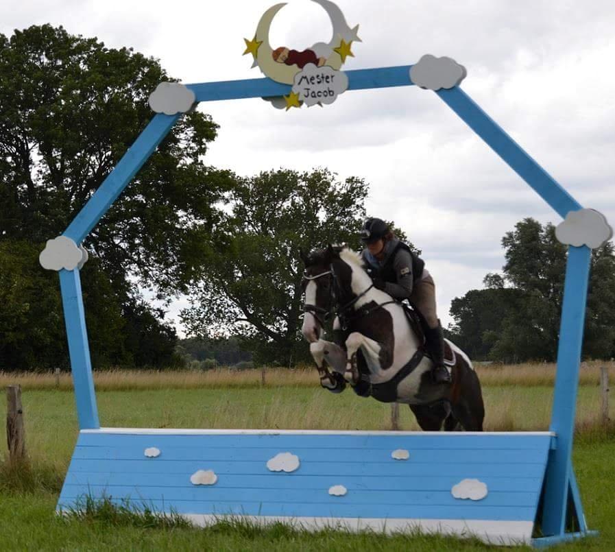 Pinto Bakkegaardens Montoya billede 3