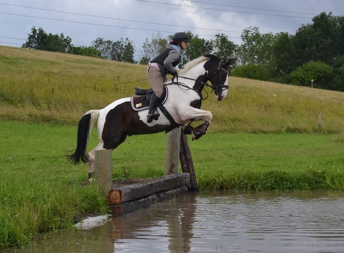 Pinto Bakkegaardens Montoya billede 16