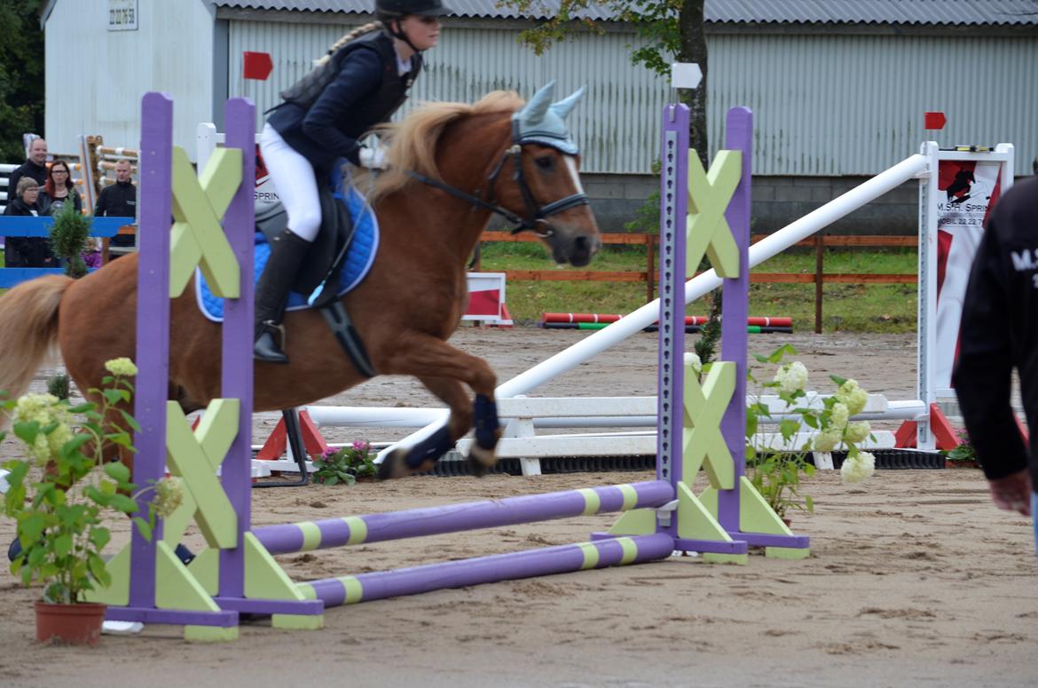 Anden særlig race Tasano - MSH springdag 30/07/2016, 30 cm billede 4