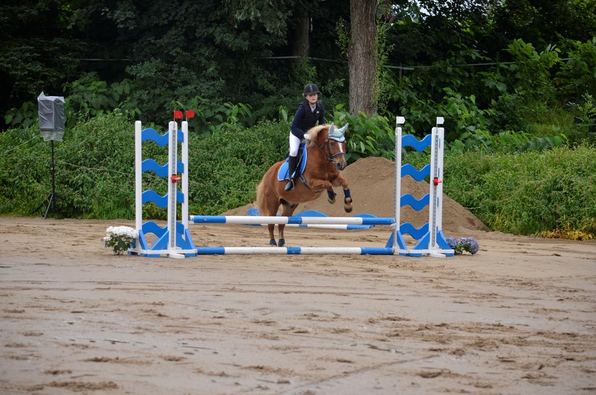Anden særlig race Tasano - MSH springdag 30/07/2016 50 cm billede 5