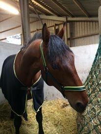 Oldenborg Millers mickey - Til undervisning i ryttermærke 4 i Harridslev rideklub billede 7