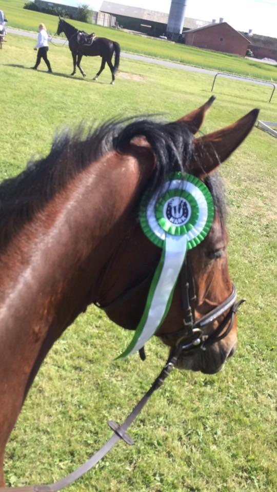 Oldenborg Millers mickey - Til vores første stævne :) LF 70 cm 3 plads billede 4