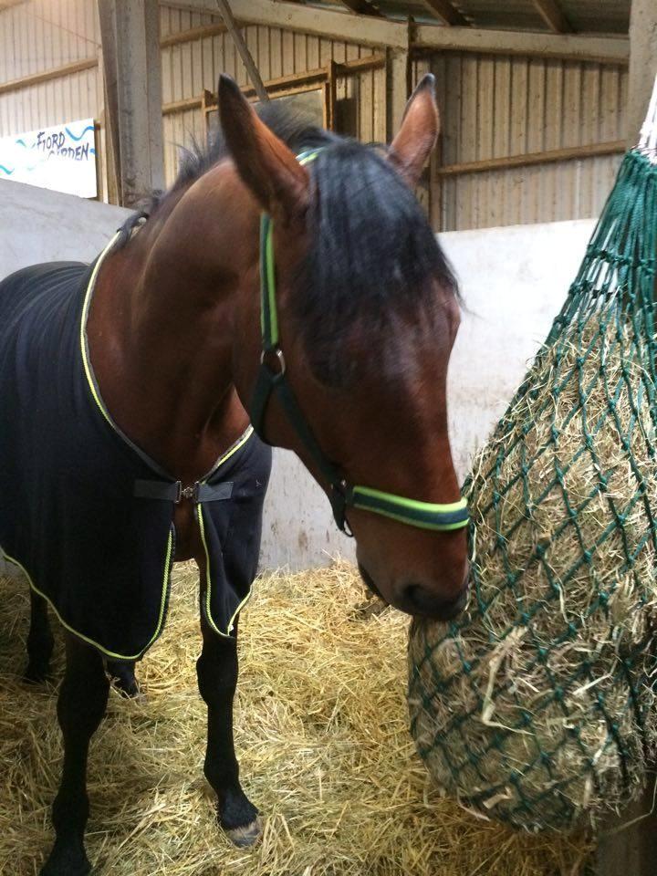 Oldenborg Millers mickey - Til undervisning i ryttermærke 4 i Harridslev rideklub billede 5