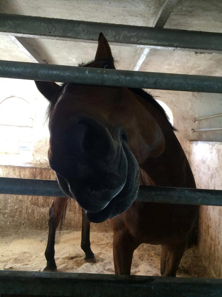 Oldenborg Millers mickey - Lige til og mulekysse <3 billede 8