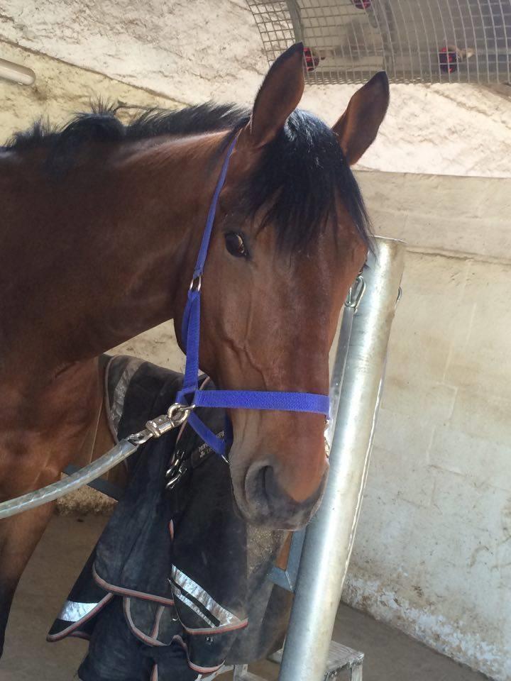 Oldenborg Millers mickey billede 9