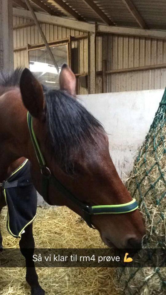 Oldenborg Millers mickey - Til undervisning i ryttermærke 4 i Harridslev rideklub billede 6