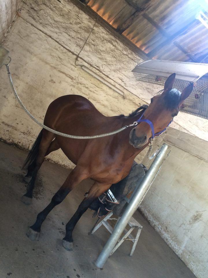 Oldenborg Millers mickey billede 10