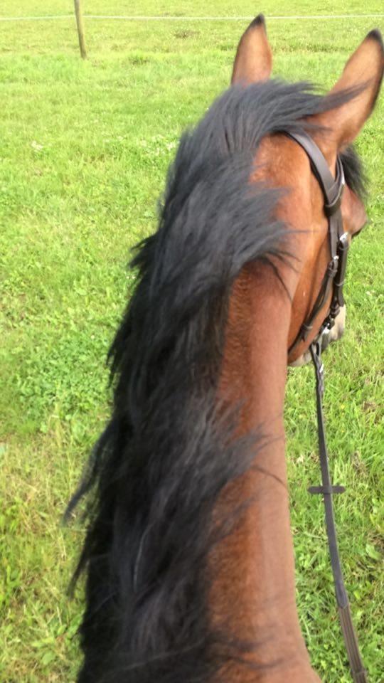 Oldenborg Millers mickey billede 11