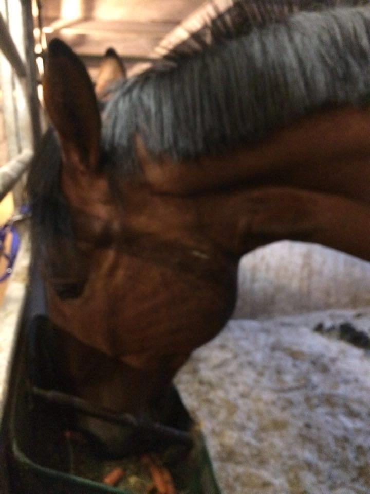 Oldenborg Millers mickey billede 12