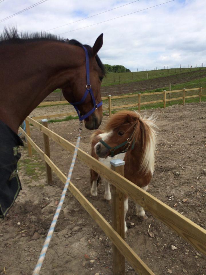 Oldenborg Millers mickey - Mine 2 skønne drenge <3 billede 13