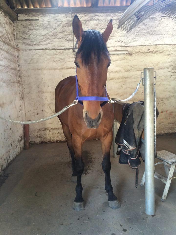 Oldenborg Millers mickey billede 15