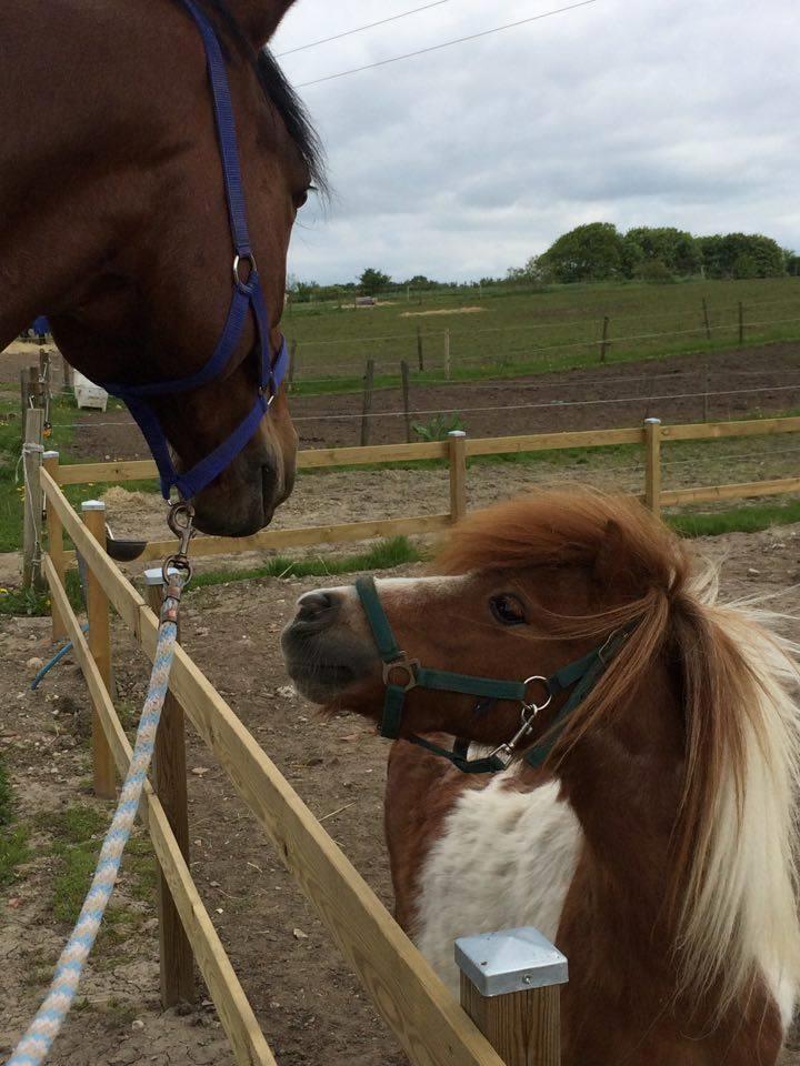 Oldenborg Millers mickey - Mine 2 skønne drenge <3 billede 14