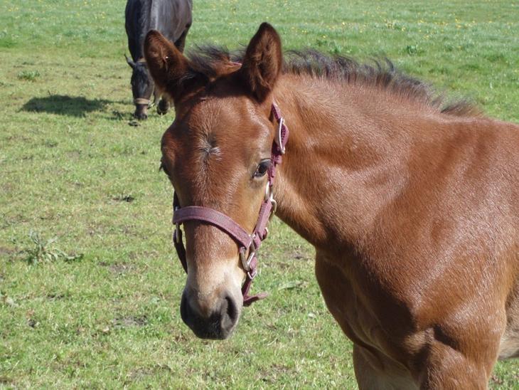 Oldenborg Millers mickey - Mickey som føl :) billede 17