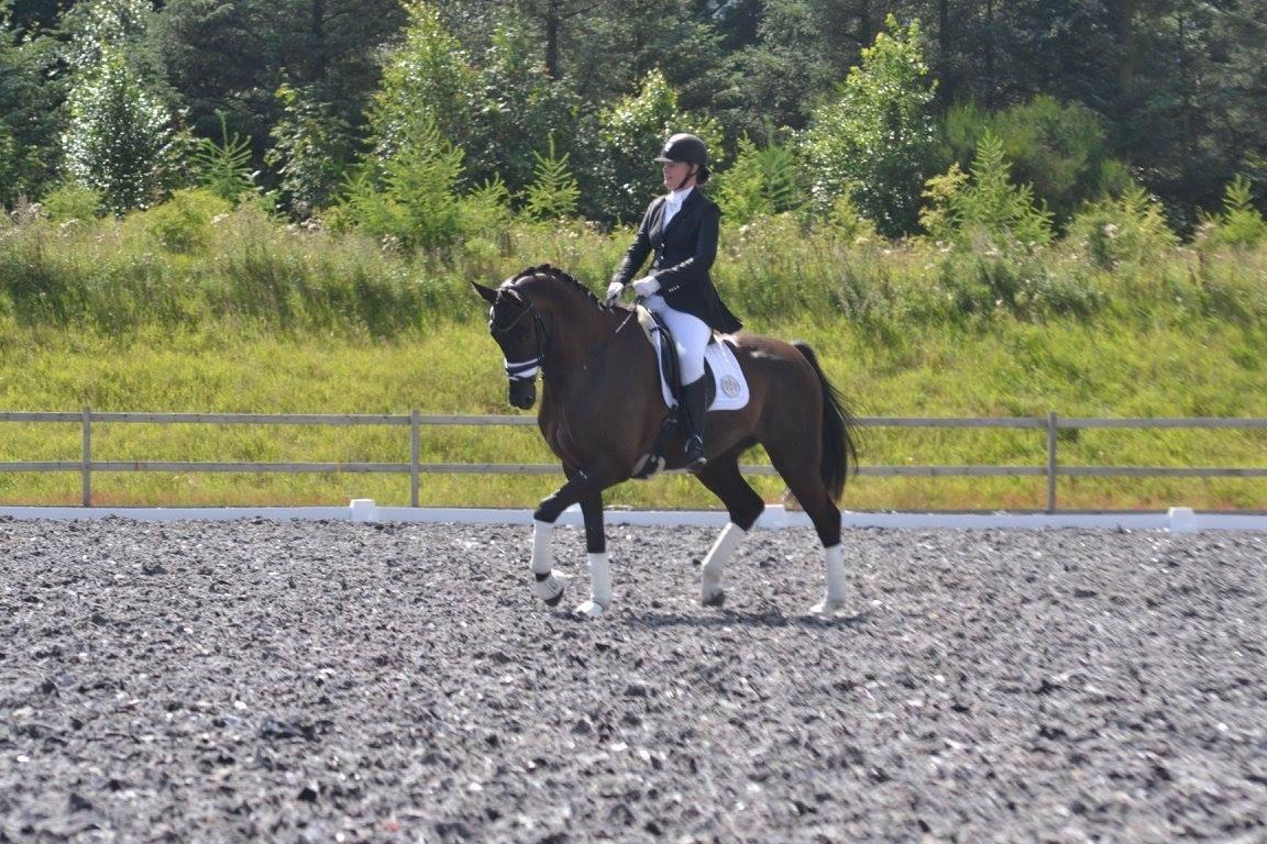 Dansk Varmblod Stenkærgårds Attention (B-hest) billede 11