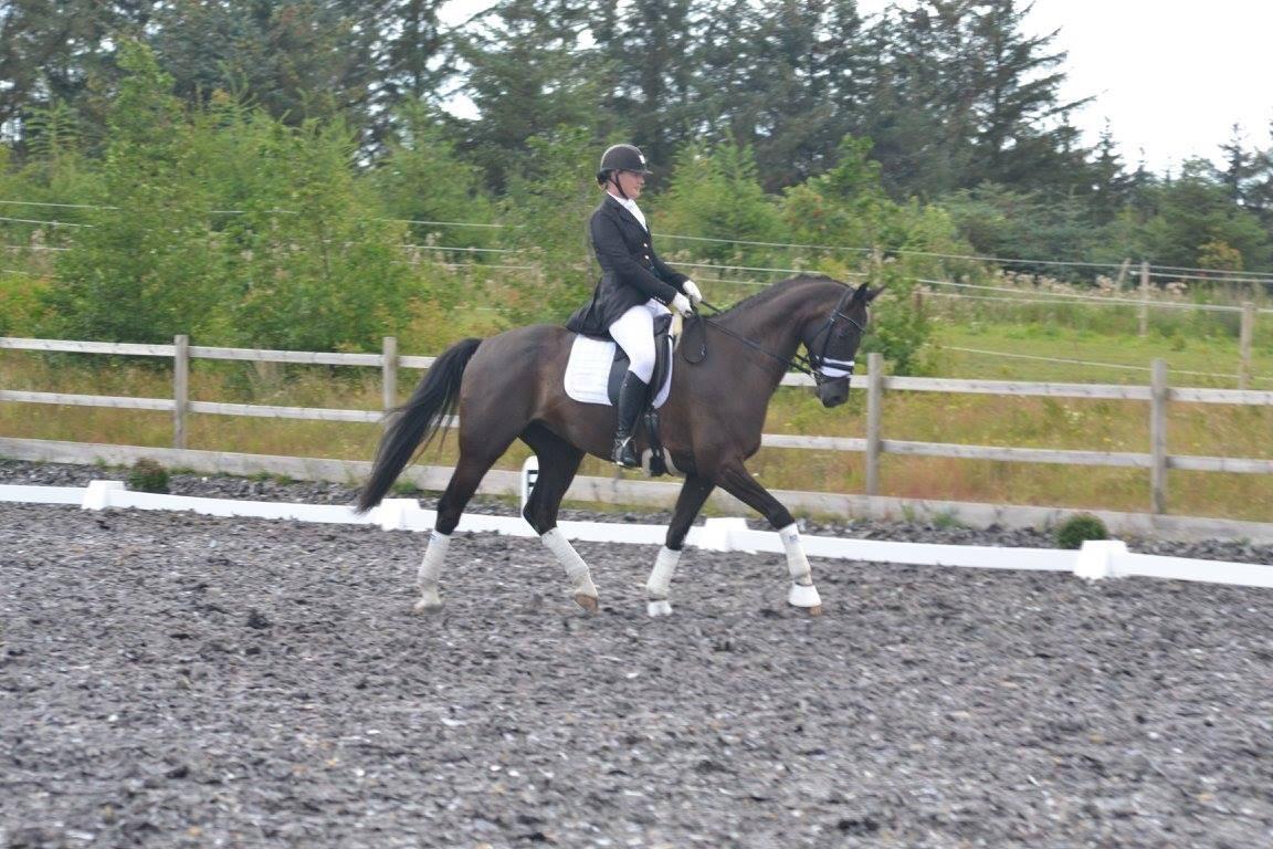 Dansk Varmblod Stenkærgårds Attention (B-hest) billede 12